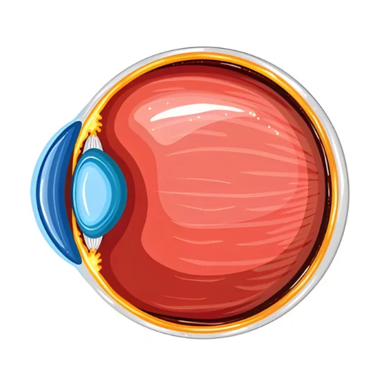 عملية زراعة القرنية